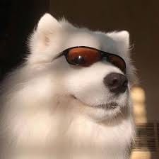 علی زہ شاہ avatar