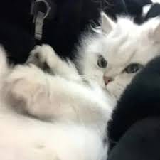 وهاب ریاض avatar