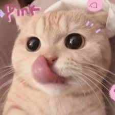 عثمان شیخ avatar